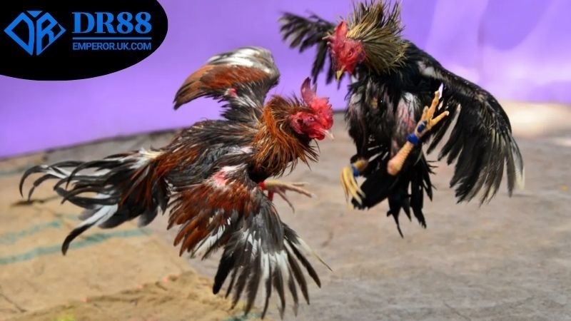 Cách soi kèo đá gà DR88 - Chiến Lược Nâng Cao Kết Quả Cược 2 Các loại kèo đá gà DR88 phổ biến