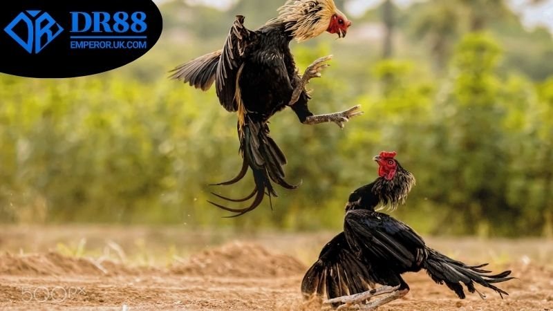Cách soi kèo đá gà DR88 - Chiến Lược Nâng Cao Kết Quả Cược 3 Cách soi kèo đá gà DR88 hiệu quả