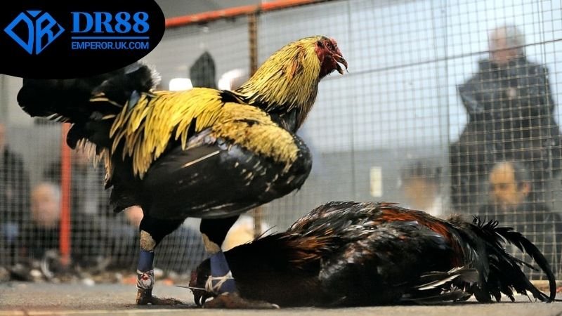 Cách soi kèo đá gà DR88 - Chiến Lược Nâng Cao Kết Quả Cược 4 Mẹo soi kèo đá gà DR88 hiệu quả