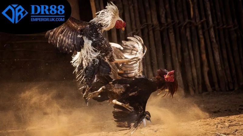Đá Gà Ăn Tiền Thật DR88 - Tham Gia Ngay Hôm Nay! 2 Các loại cược đá gà ăn tiền thật DR88 phổ biến
