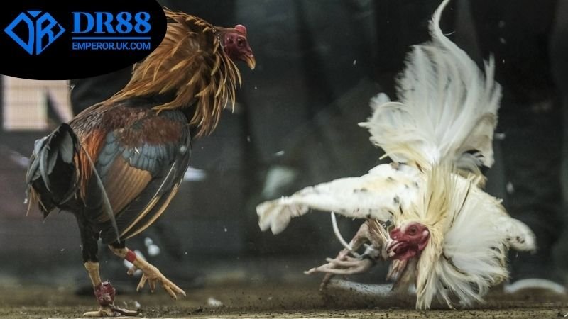 Đá Gà Ăn Tiền Thật DR88 - Tham Gia Ngay Hôm Nay! 3 Cách tham gia đặt cược đá gà DR88 nhanh nhất