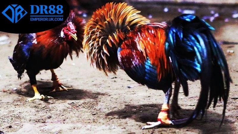 Đá Gà Ăn Tiền Thật DR88 - Tham Gia Ngay Hôm Nay! 4 Truy cập sảnh đá gà