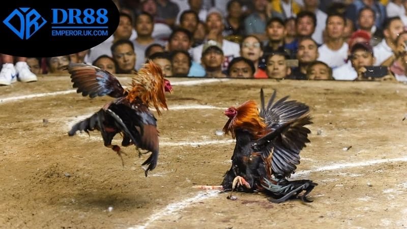 Đá Gà Campuchia DR88 - Điểm Hẹn Của Những Trận Đồ Hấp Dẫn 3 Cách tham gia đặt cược đá gà Campuchia DR88
