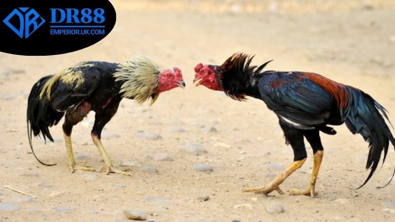Đá Gà Campuchia DR88 - Điểm Hẹn Của Những Trận Đồ Hấp Dẫn 4 Mẹo chơi đá gà Campuchia DR88 hiệu quả