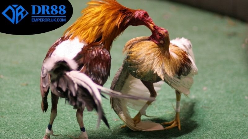 Xem Đá Gà Livestream DR88 - Giải Mã Những Điều Thú Vị! 2 Tính năng nổi bật của livestream đá gà trên DR88