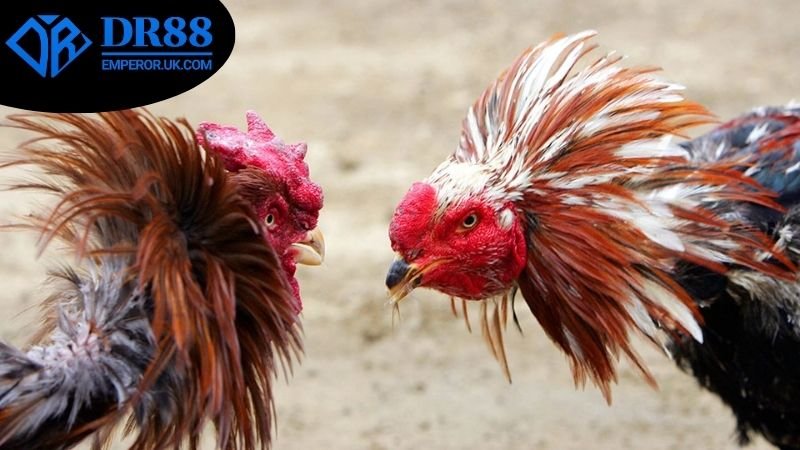 Xem Đá Gà Livestream DR88 - Giải Mã Những Điều Thú Vị! 3 Cách tham gia xem đá gà livestream trên DR88