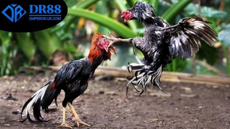 Xem Đá Gà Livestream DR88 - Giải Mã Những Điều Thú Vị! 4 Đánh giá chung về livestream đá gà DR88